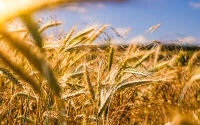 Investimenti innovativi delle imprese agricole