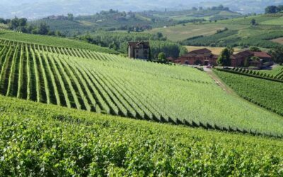 Ristrutturazione e riconversione vigneti 2022-23. Le norme